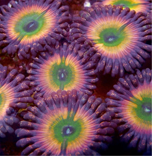 Orange Rainbow Zoa