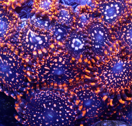 Utter Chaos Zoa/Paly