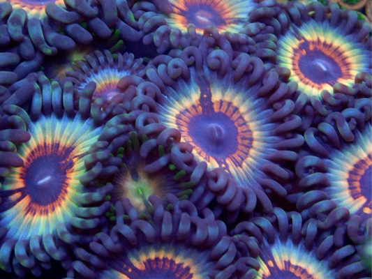 Sonic Flares Zoa/Paly