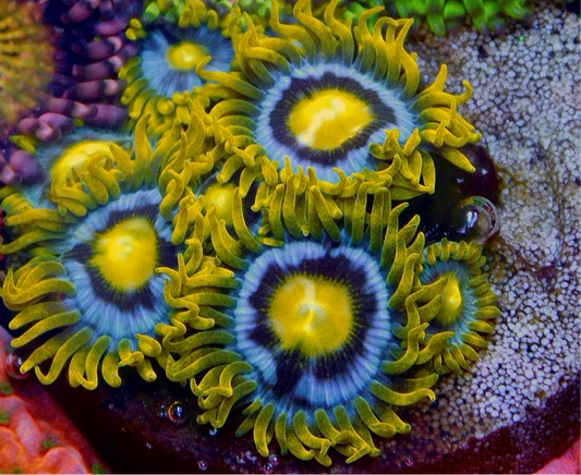 Blueberry Pie Zoa