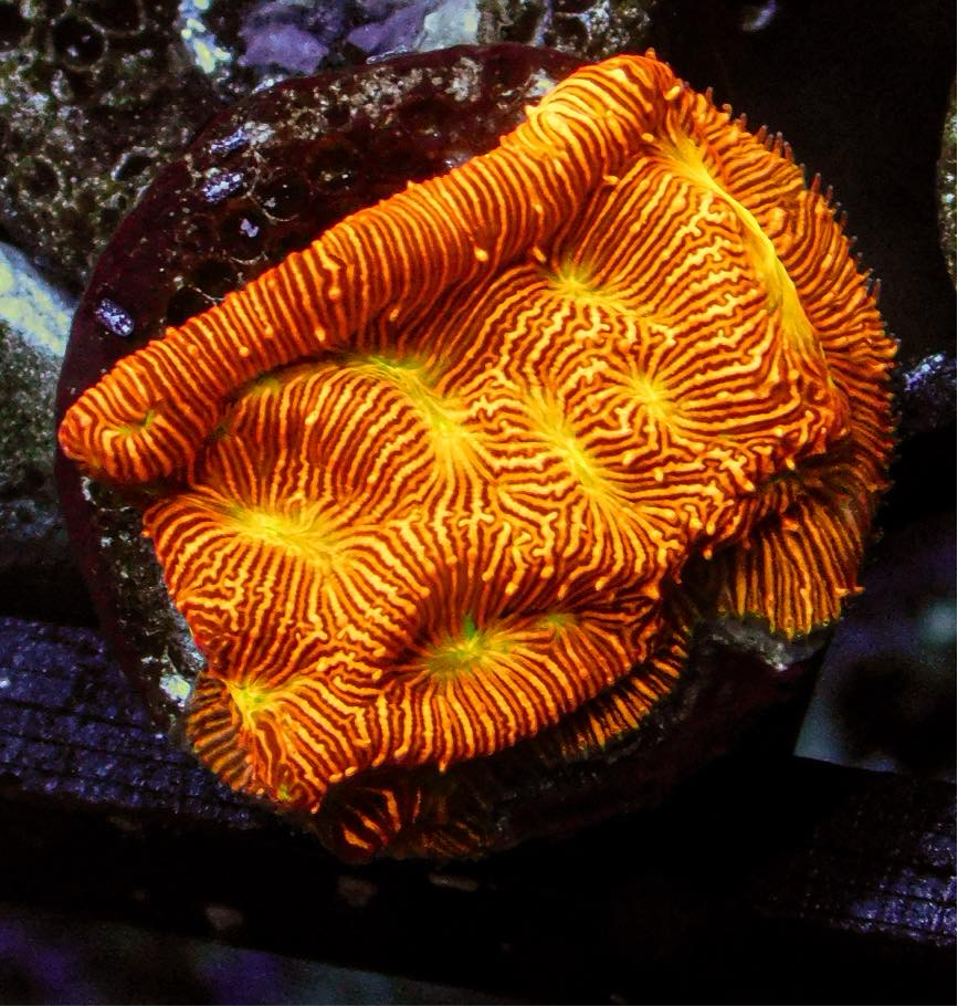 Jack O' Lantern Leptoseris