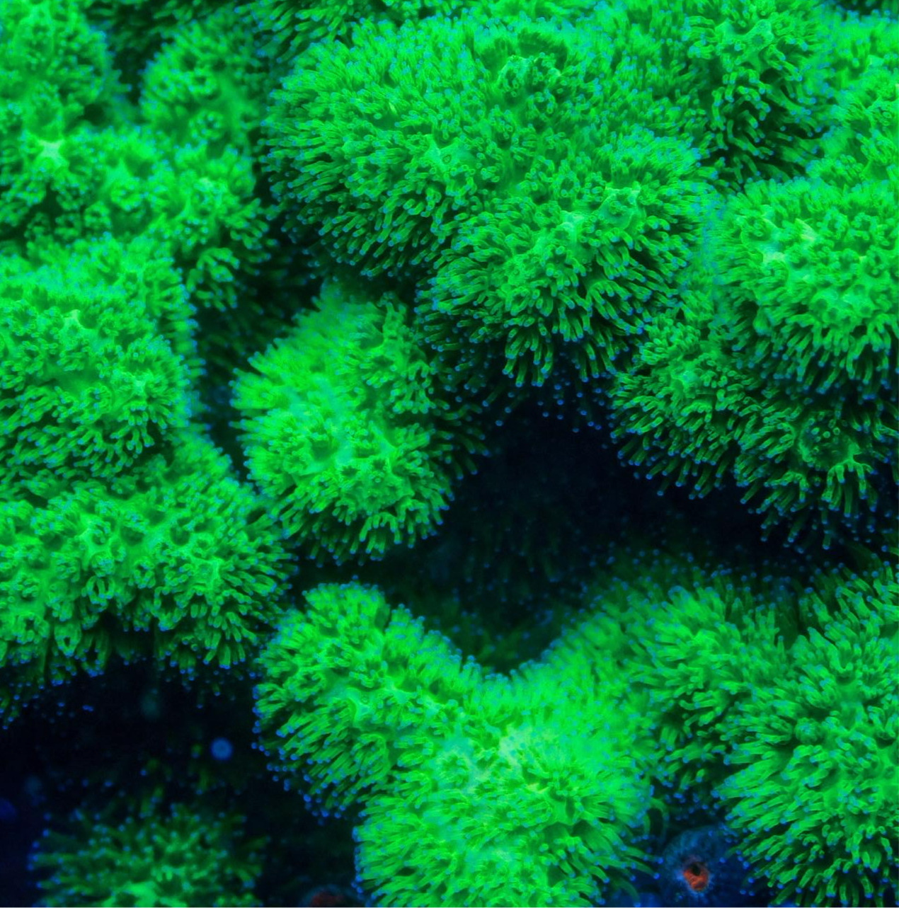 Green Pocillopora