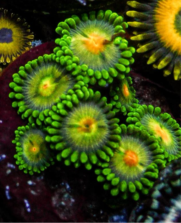 Green Bay Packers Zoa