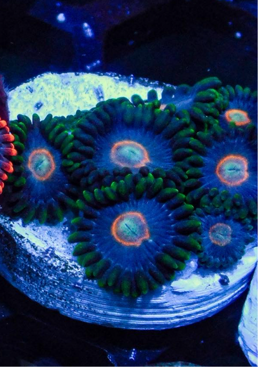 UFO Hornets Zoa