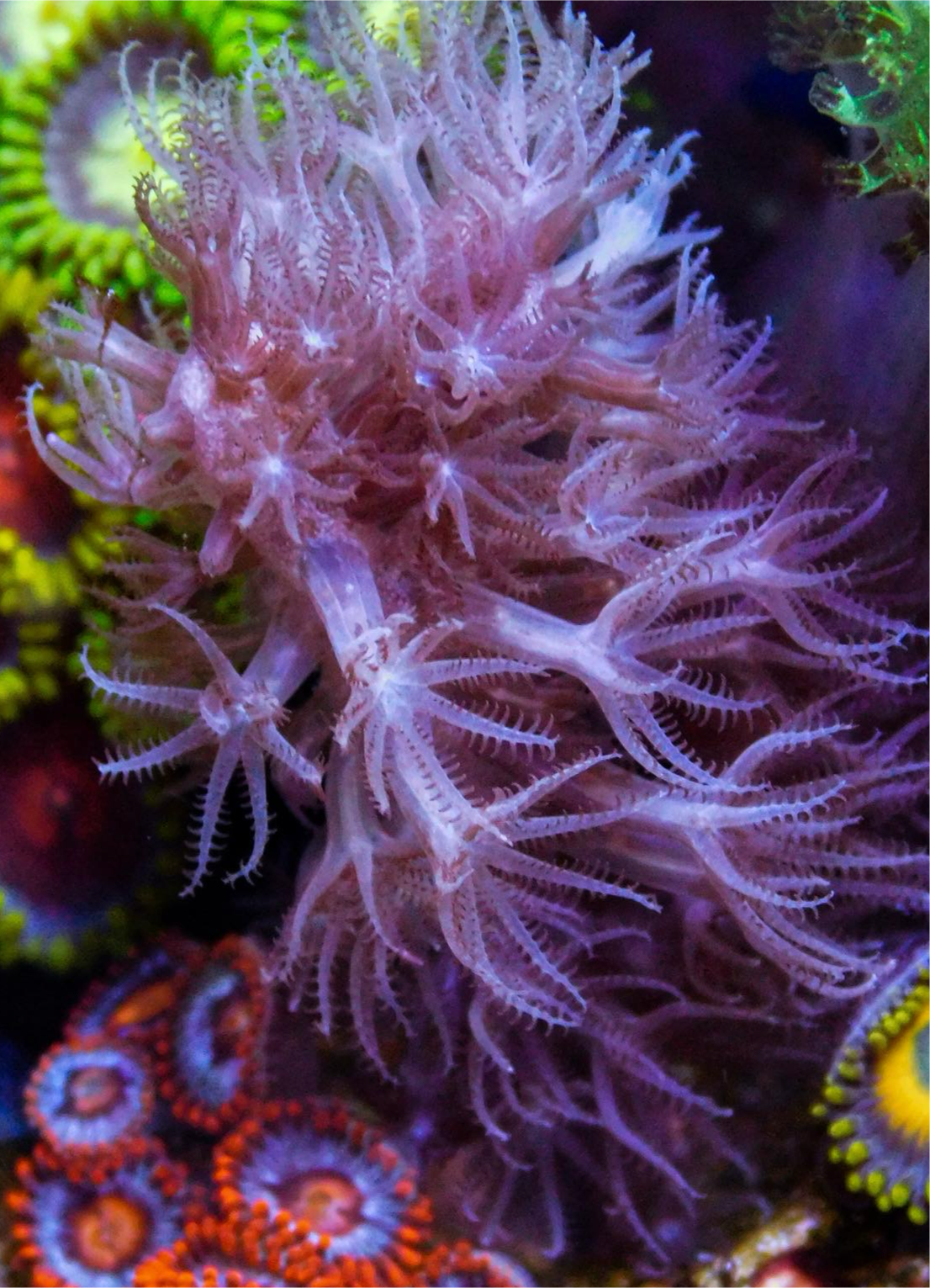 David Saxby's Fuzzy Gorgonian