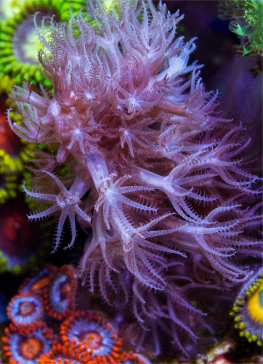 David Saxby's Fuzzy Gorgonian