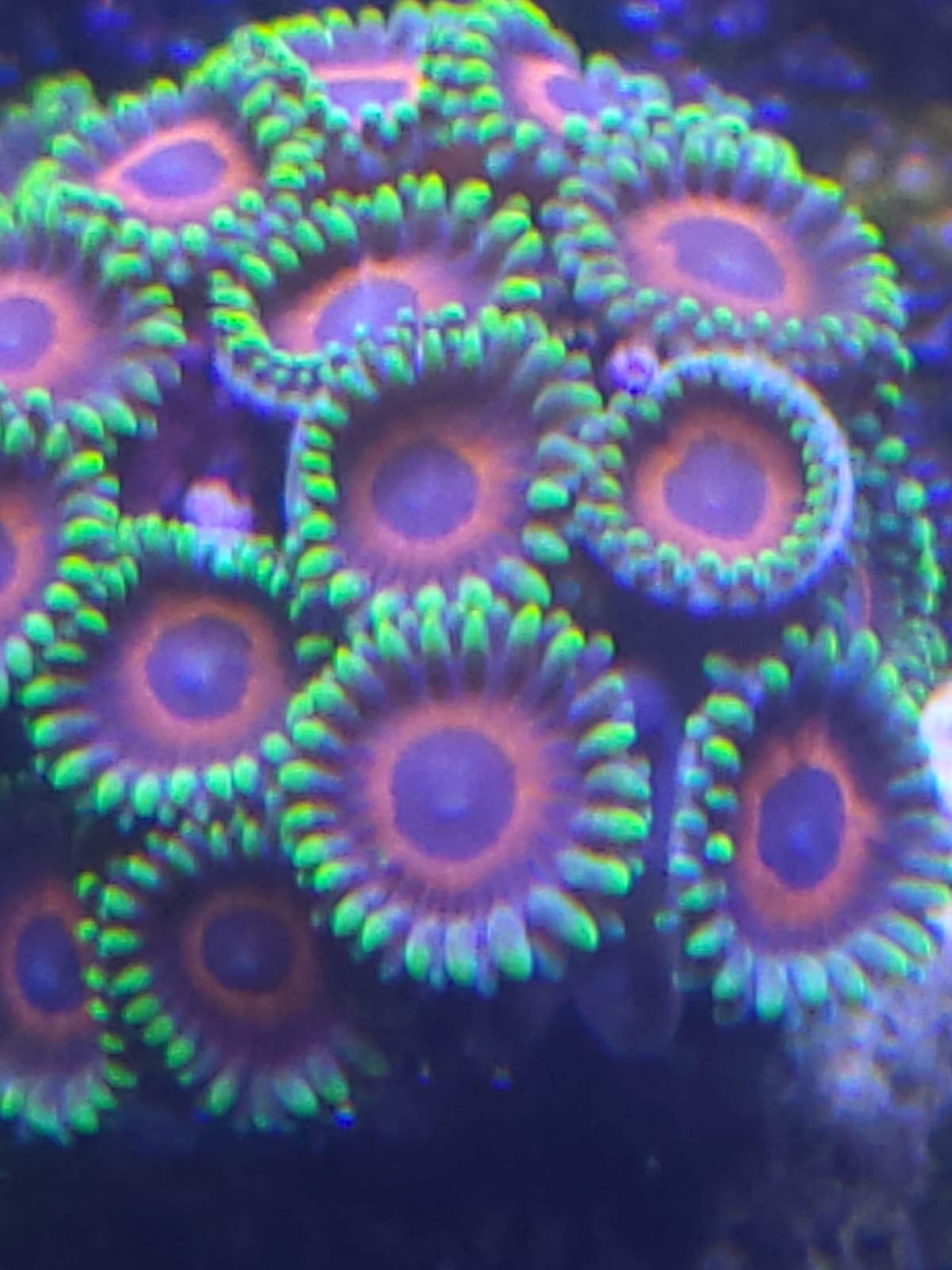 Wonder Woman Zoa