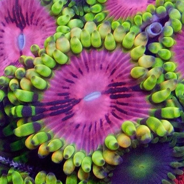 Pink Diamond Zoa