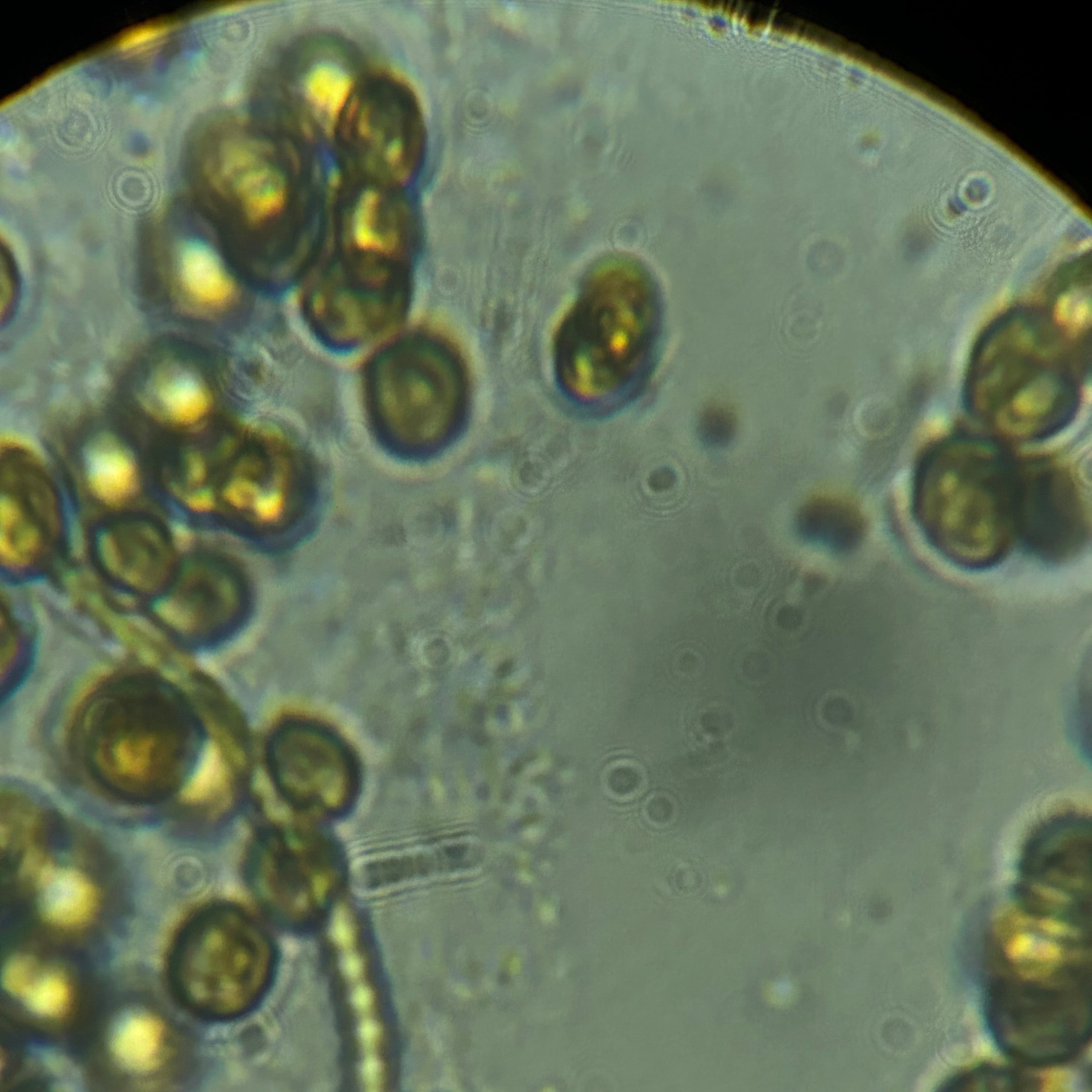 Mantis Skin Microscope Microscopic Identification – Mantis Reefs
