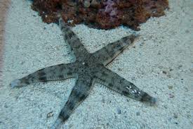 Sand Shifting Star (Archaster typicus)