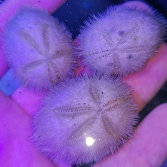 Groove Burrowing Urchin/White Heart Urchin/Short Spined Urchin (Brissus unicolor)